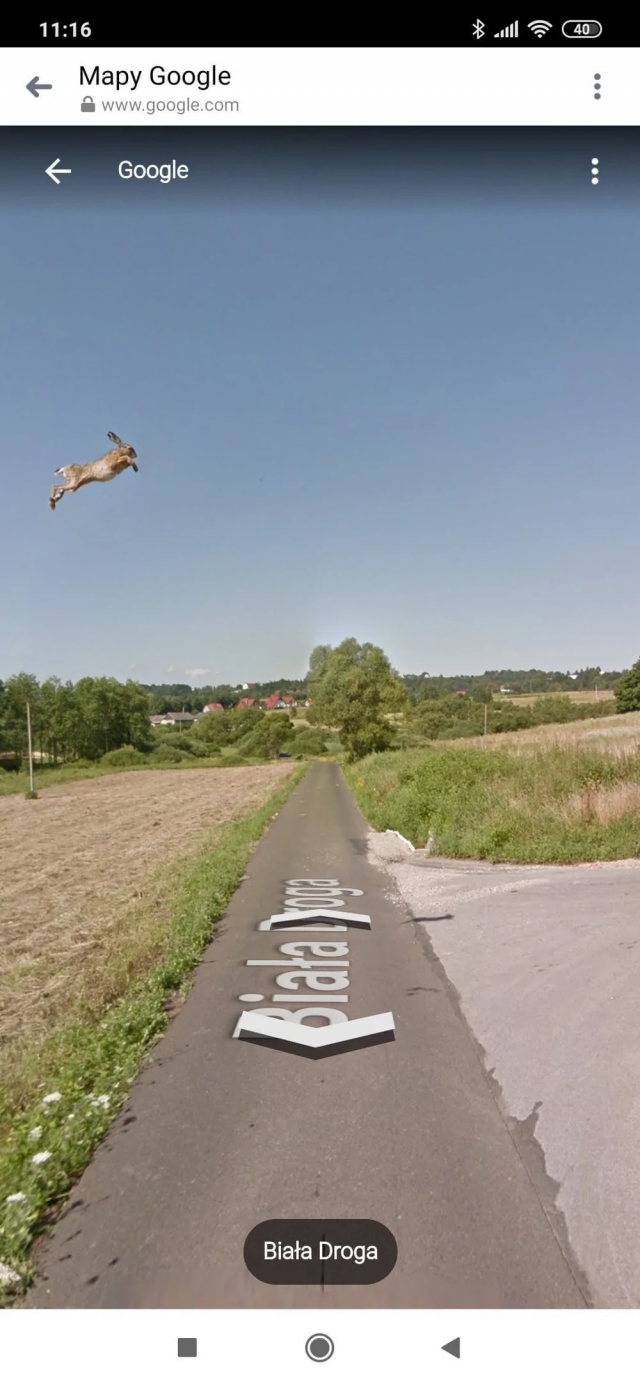 11. Заяц попал в Google Street View