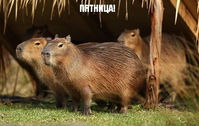 Трынделка - 15.08.2025