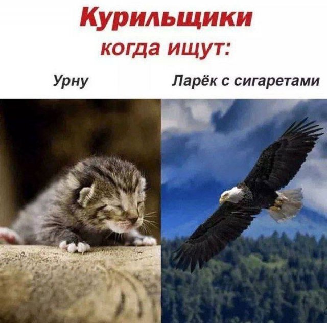 Подборка картинок. Вечерний выпуск - 14.08.2025