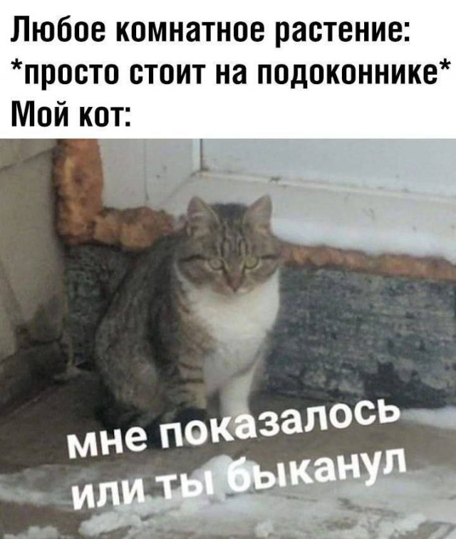 Смешные мемы - 18.08.2025