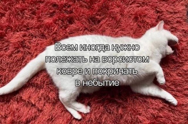 Смешные картинки - 18.08.2025