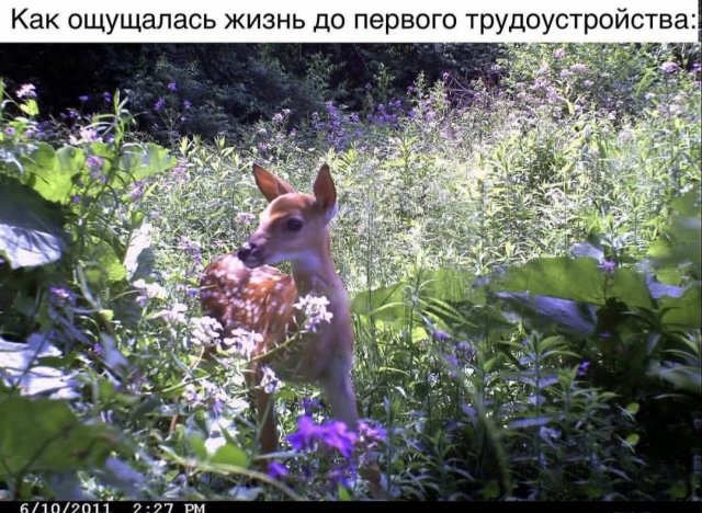 Лучшие шутки и мемы из Сети - 19.08.2025