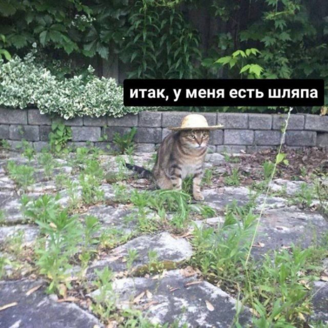 Смешные мемы - 20.08.2025