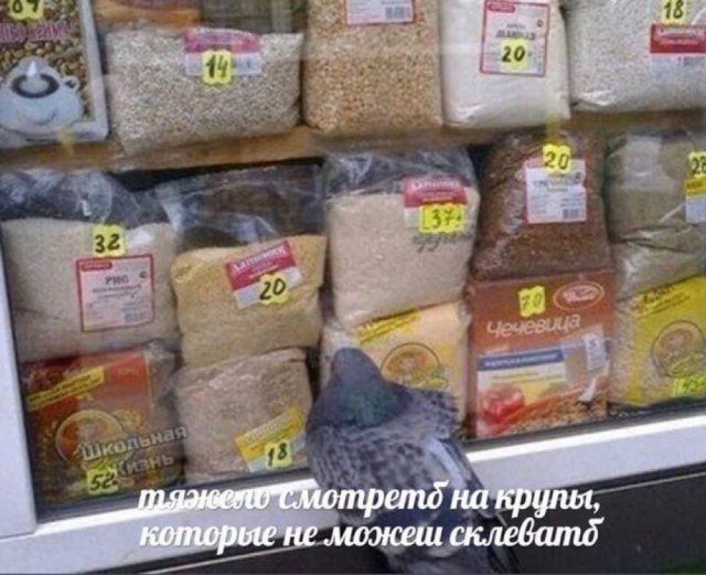 Смешные мемы - 20.08.2025