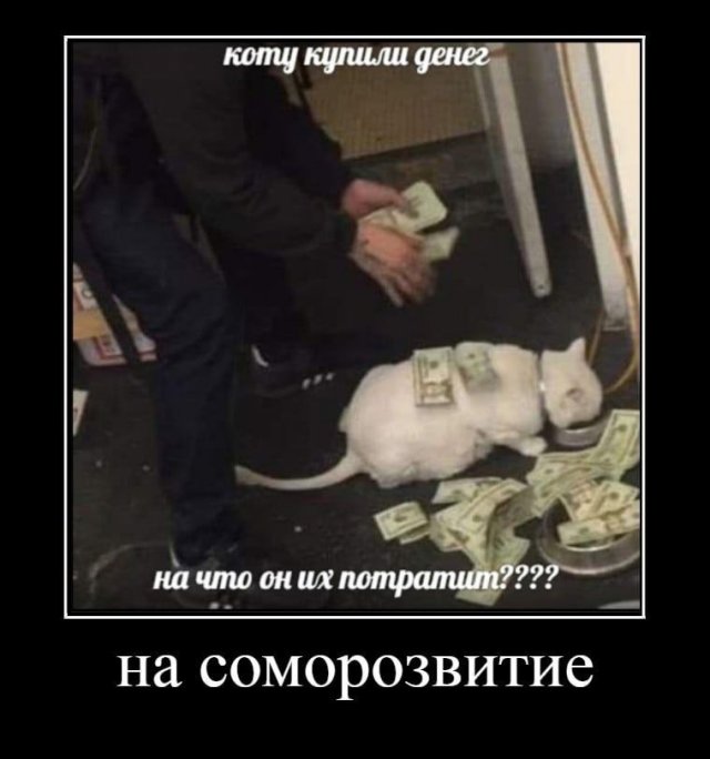 Демотиваторы - 22.08.2025