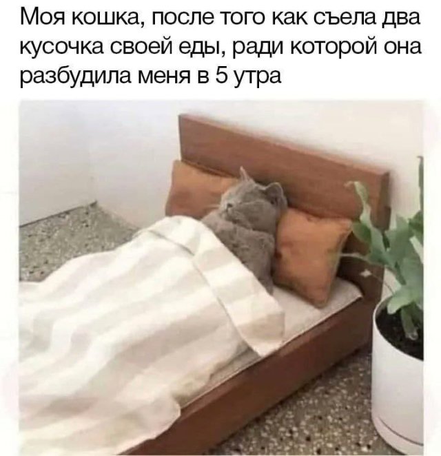 Лучшие шутки и мемы - 21.08.2025