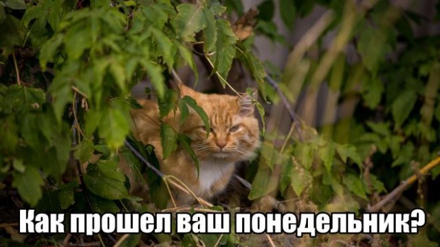 Трынделка - 25.08.2025