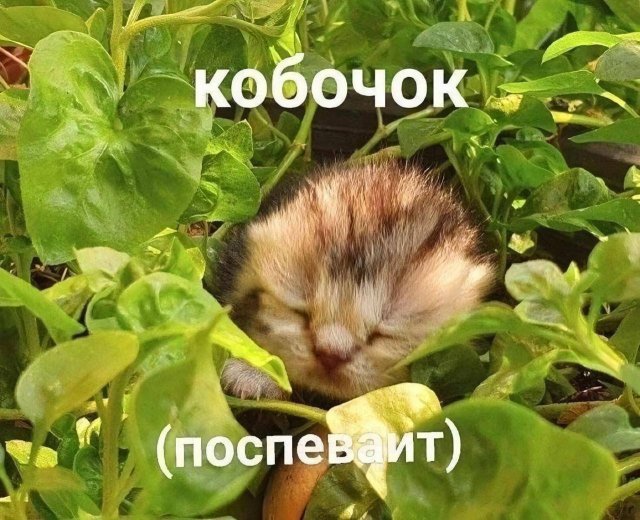 Смешные мемы - 25.08.2025