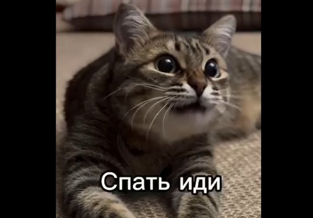 Котик говорит, что пора идти спать