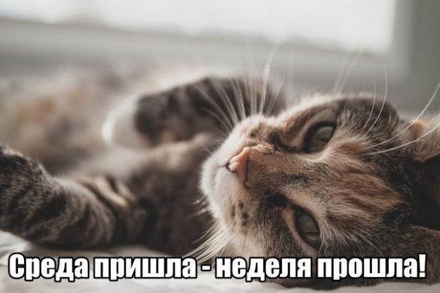 Трынделка - 27.08.2025