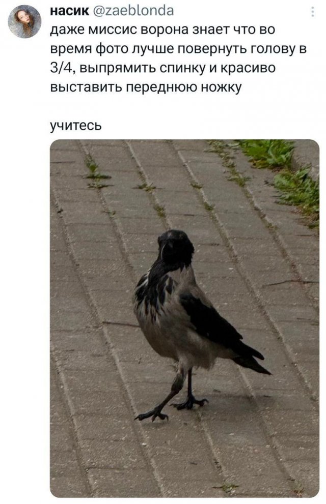 Подборка забавных твитов обо всем