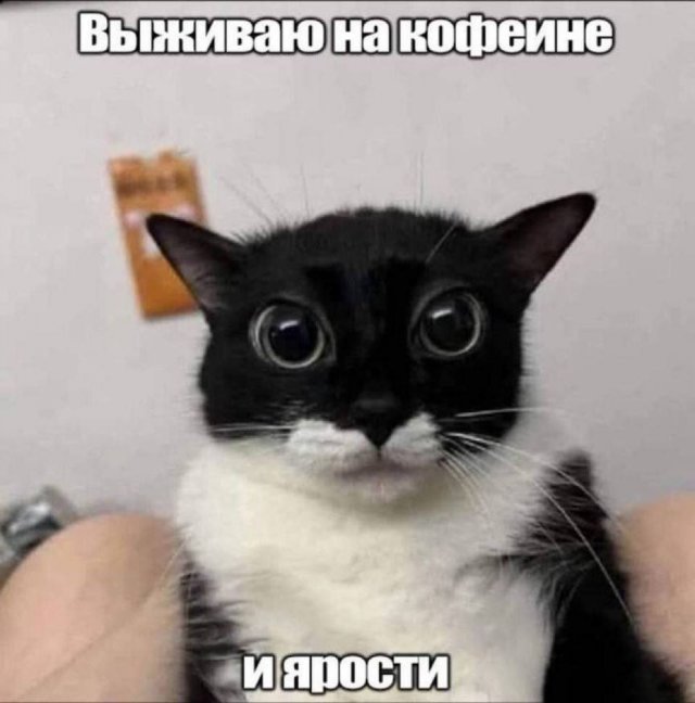 Лучшие шутки и мемы из Сети - 28.08.2025