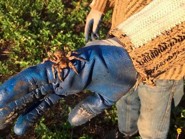 Южнорусского тарантула всё чаще встречают в Москве