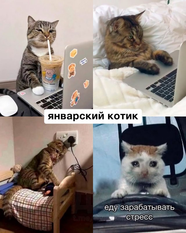 Какой вы кот по месяцу рождения