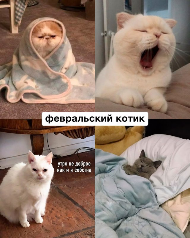 Какой вы кот по месяцу рождения