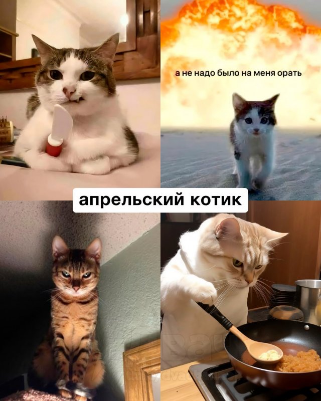 Какой вы кот по месяцу рождения