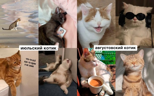 Какой вы кот по месяцу рождения