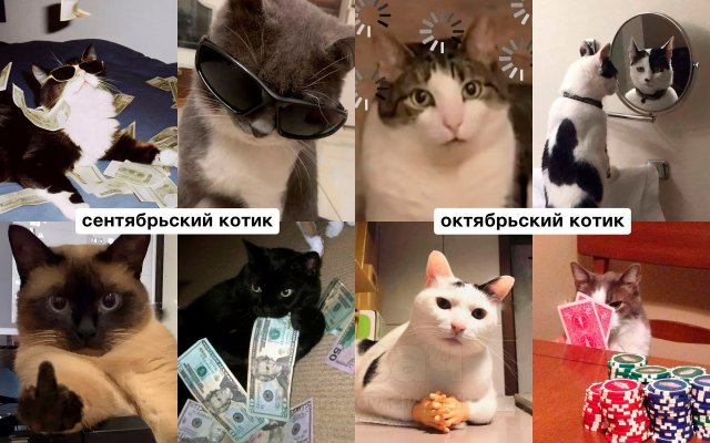 Какой вы кот по месяцу рождения