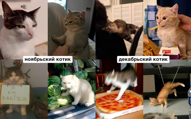 Какой вы кот по месяцу рождения