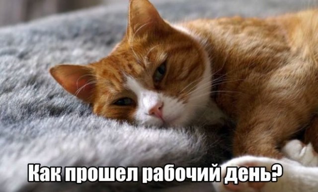 Трынделка - 01.09.2025
