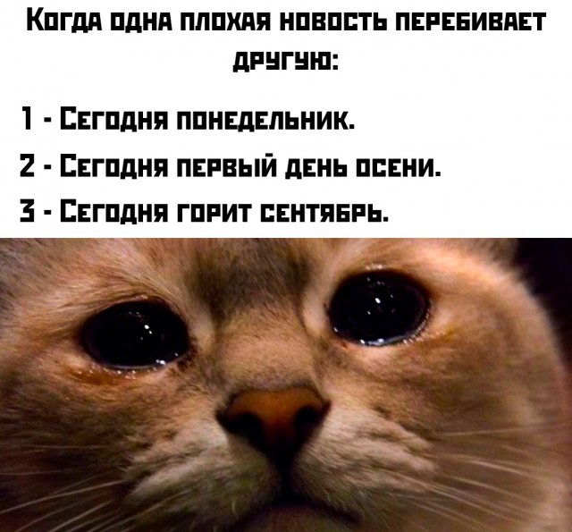 Подборка картинок. Вечерний выпуск - 01.09.2025