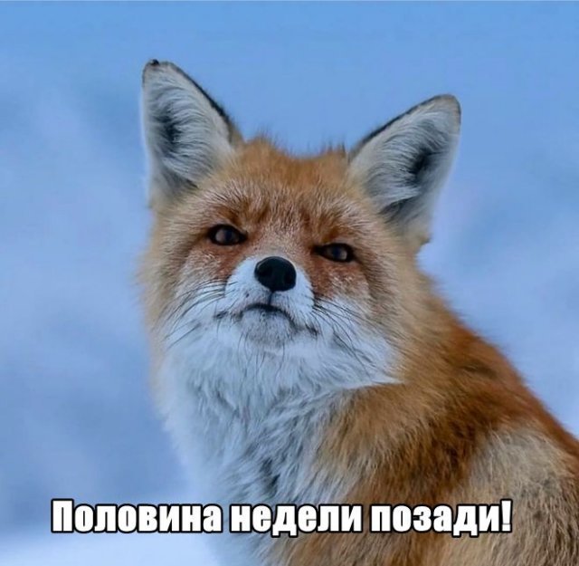 Трынделка - 03.09.2025