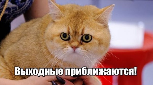 Трынделка - 04.09.2025