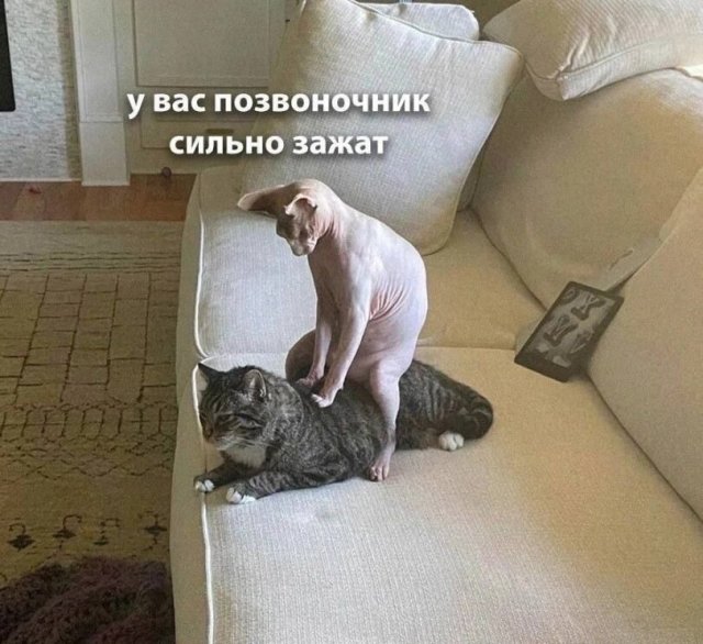 Лучшие шутки и картинки из Сети - 08.09.2025