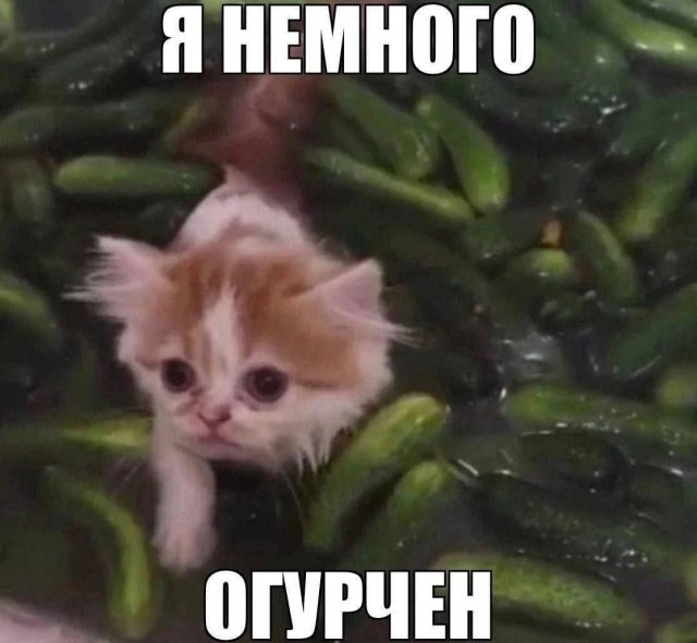 Лучшие шутки и картинки из Сети - 08.09.2025