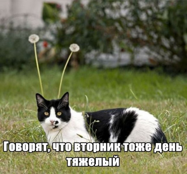 Трынделка - 09.09.2025