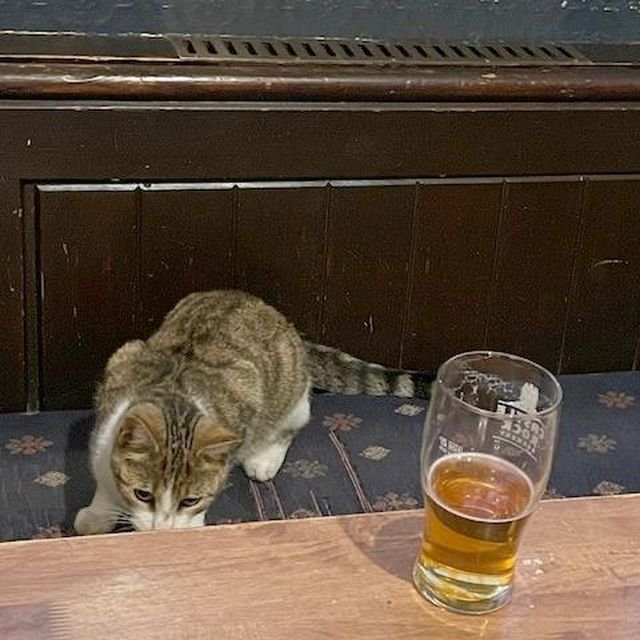 Арахис - котик из Великобритании, который очень любит пиво
