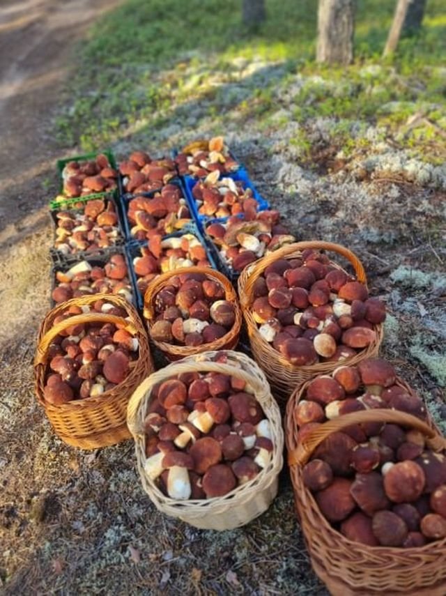 В лесах Ленобласти начался настоящий грибной бум