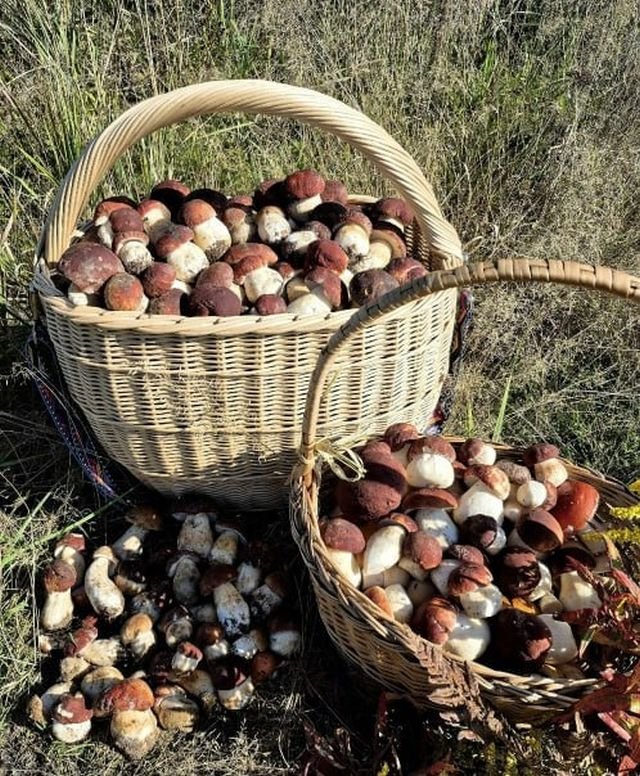 В лесах Ленобласти начался настоящий грибной бум