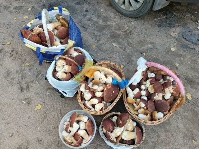 В лесах Ленобласти начался настоящий грибной бум
