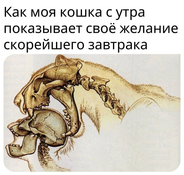 Лучшие шутки и мемы из Сети - 11.09.2025