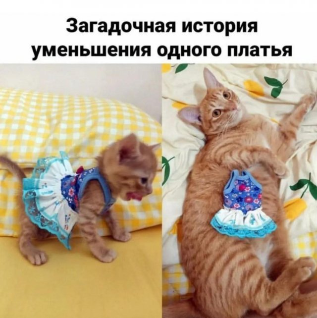 Лучшие шутки и мемы из Сети - 15.09.2025