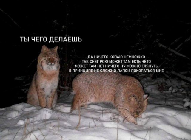 Лучшие шутки и мемы из Сети - 16.09.2025