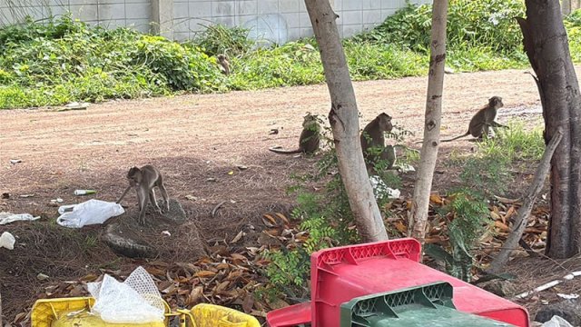 Более сотни обезьян штурмом взяли полицейский участок в Таиланде