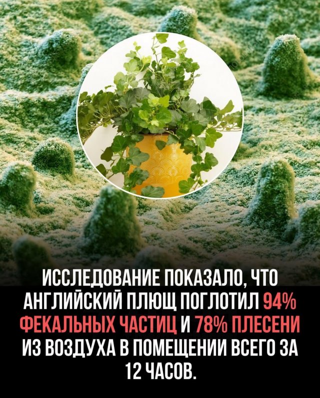 Эксперты: комнатные растения очищают воздух лучше, чем дорогие фильтры