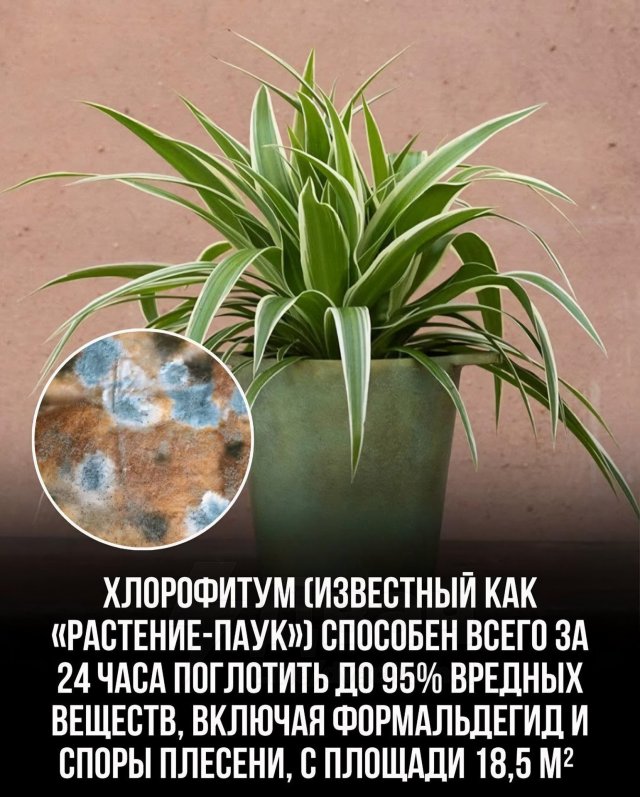 Эксперты: комнатные растения очищают воздух лучше, чем дорогие фильтры