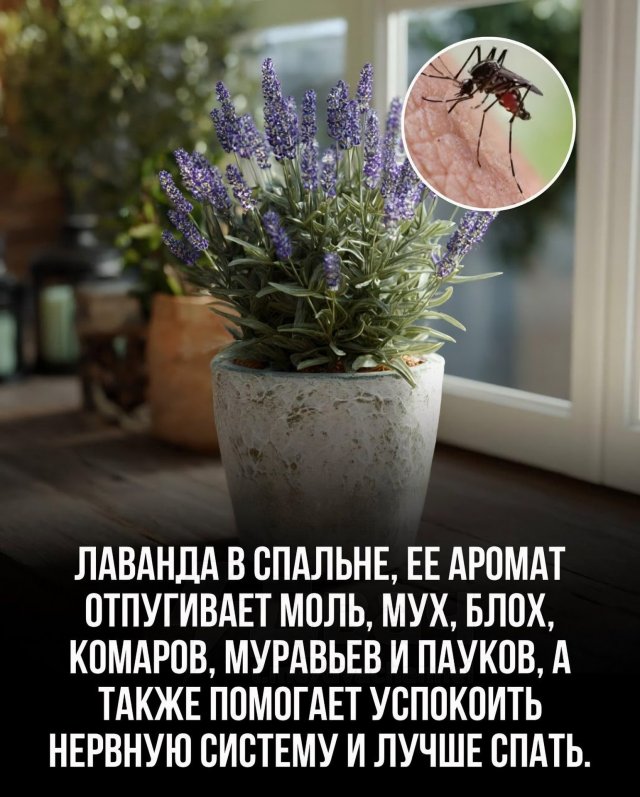 Эксперты: комнатные растения очищают воздух лучше, чем дорогие фильтры