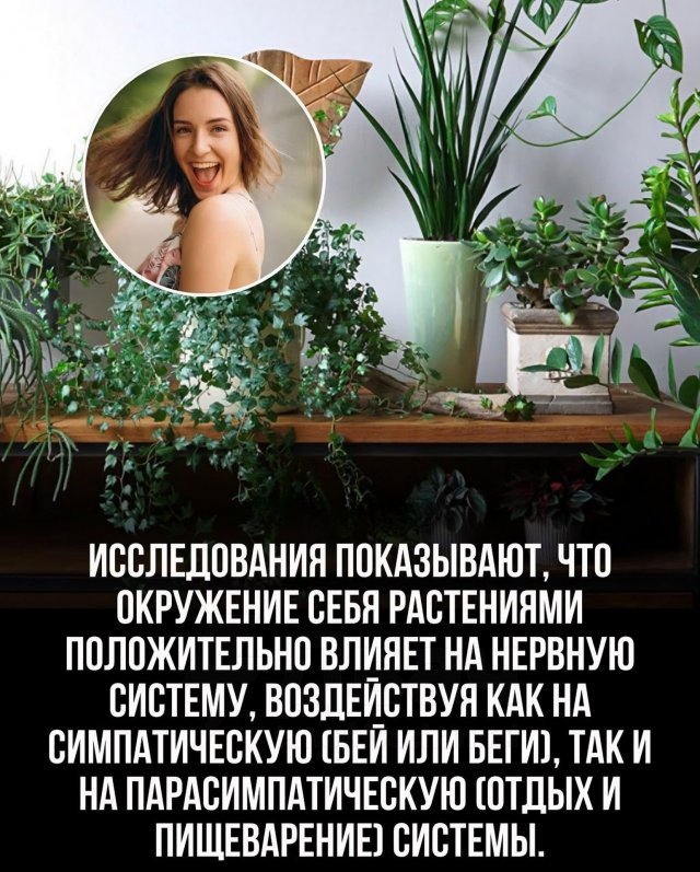 Эксперты: комнатные растения очищают воздух лучше, чем дорогие фильтры