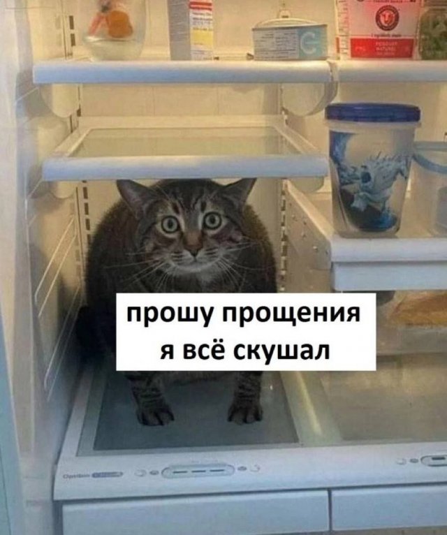 Лучшие шутки и мемы - 19.09.2025