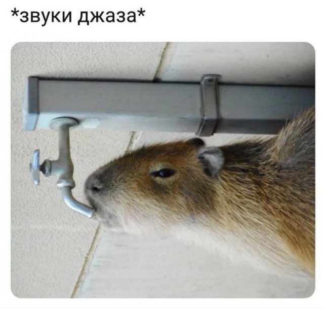 Смешные мемы - 22.09.2025