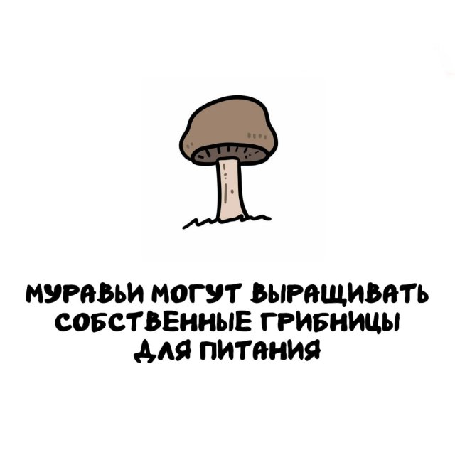Интересные факты на все случаи жизни