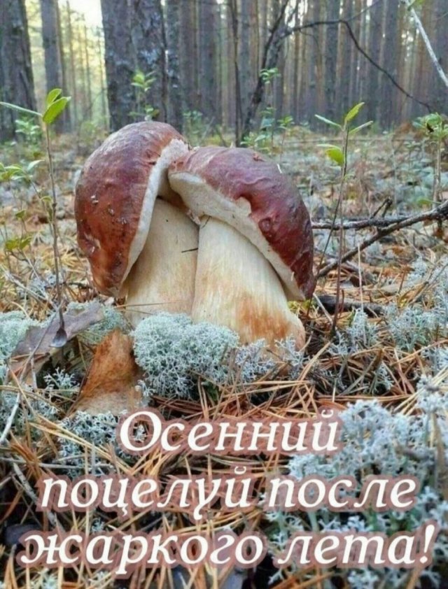 Лучшие шутки и мемы из Сети - 23.09.2025