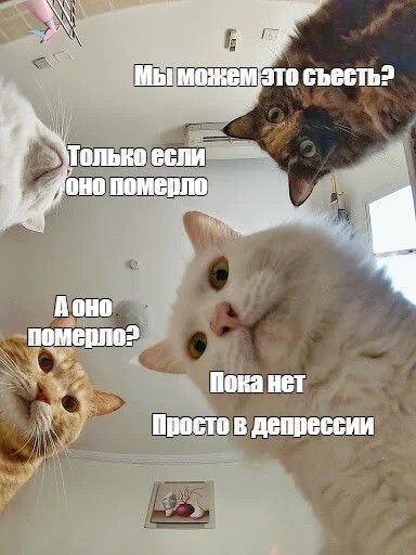 Смешные мемы - 24.09.2025