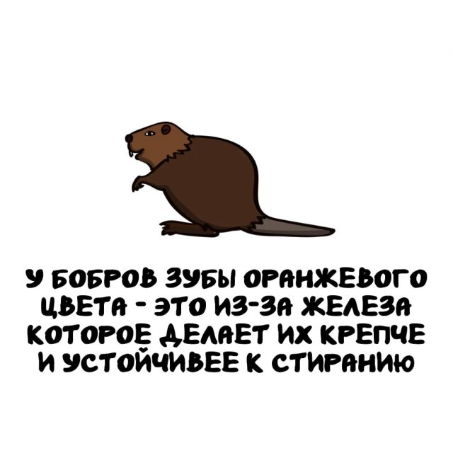 Интересные факты на все случаи жизни