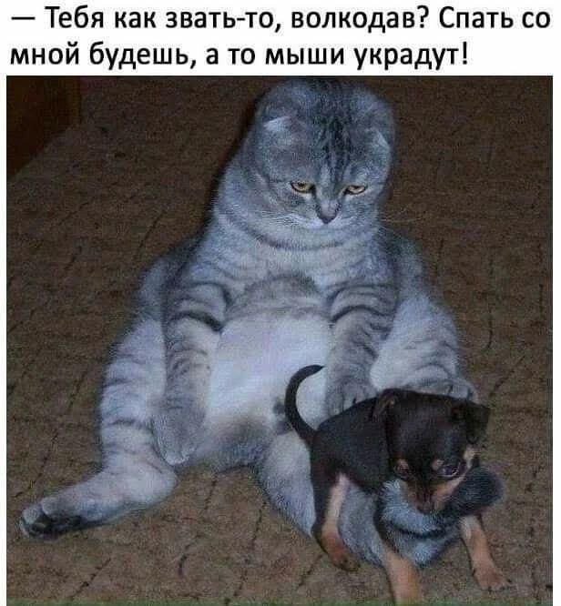 Лучшие картинки и мемы из Сети - 25.09.2025