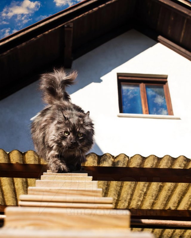 Кошачьи лестницы в Швейцарии